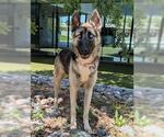 Small #2 German Shepherd Dog