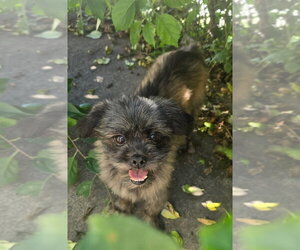 Luna - Female Shih Tzu Dog for Adoption - Photo #2