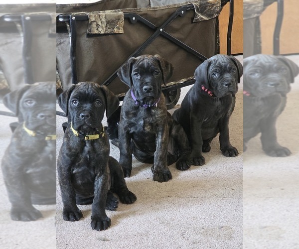 Medium Photo #1 Cane Corso Puppy For Sale in BLANCA, CO, USA
