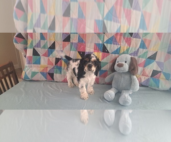 Medium Photo #5 Cocker Spaniel Puppy For Sale in WINDERMERE, FL, USA