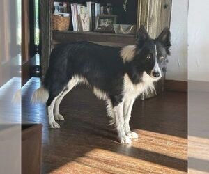 Border Collie Dogs for adoption in Highland, IL, USA