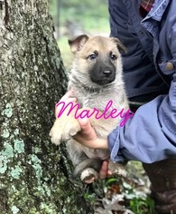 German Shepherd Dog Puppy for sale in SCHELL CITY, MO, USA