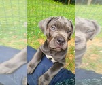 Puppy Eve Cane Corso