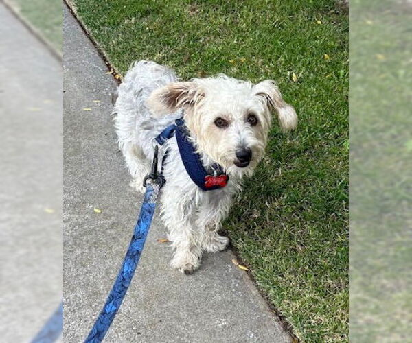 Medium Photo #3 Mutt Puppy For Sale in San Diego, CA, USA