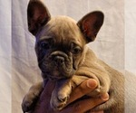 Small Photo #13 French Bulldog Puppy For Sale in PERRIS, CA, USA