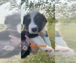 Small Photo #3 Border Collie Puppy For Sale in BUCKLIN, MO, USA