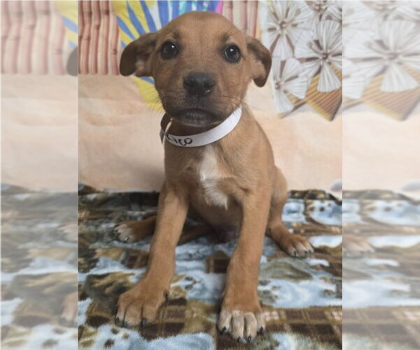 Medium Photo #1 Rhodesian Ridgeback-Unknown Mix Puppy For Sale in Lakewood, CO, USA