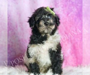 Poodle (Toy) Puppy for sale in WARSAW, IN, USA