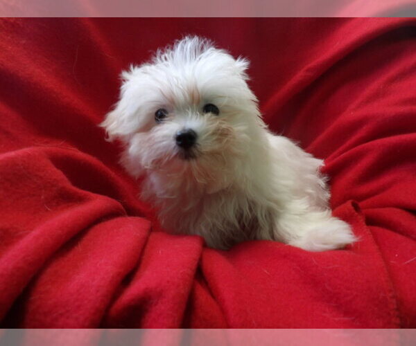Medium Photo #2 Maltese Puppy For Sale in PATERSON, NJ, USA