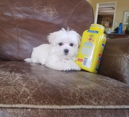 Maltese Puppy for sale in LOS ANGELES, CA, USA