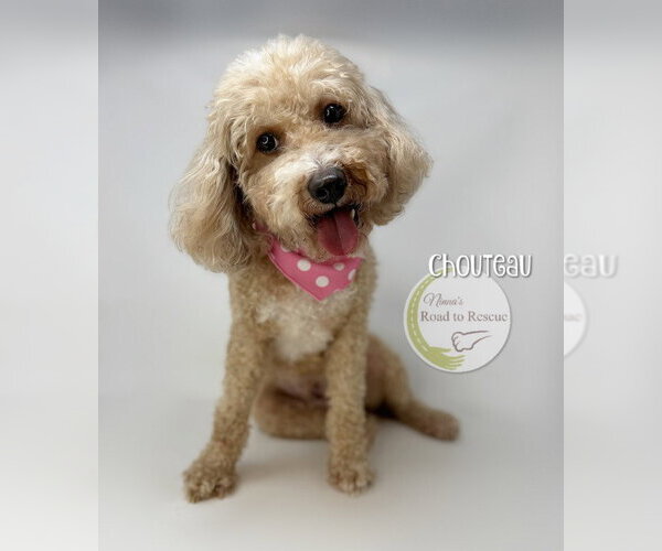 Medium Photo #2 Cavapoo (Miniature) Puppy For Sale in Benton, LA, USA