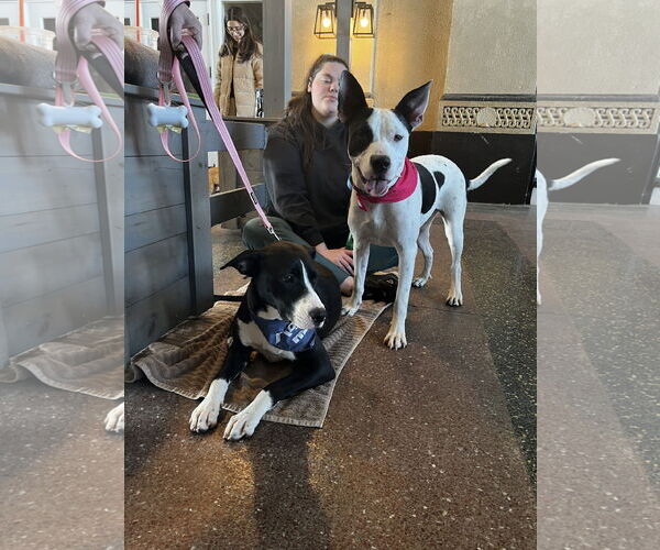 Medium Photo #17 Bullypit Puppy For Sale in Oakhurst, NJ, USA