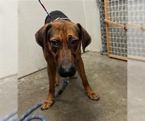 Rhodesian Ridgeback Dogs for adoption in Rosenberg, TX, USA