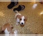 Small Photo #17 Jack Russell Terrier Puppy For Sale in CINCINNATI, OH, USA