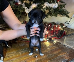 Chiweenie Puppy for sale in PETERSBURG, TN, USA