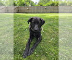 Small #1 Great Pyrenees Mix
