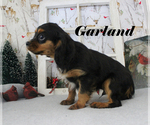Small #12 Cavalier King Charles Spaniel