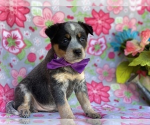 Australian Cattle Dog Puppy for sale in LANCASTER, PA, USA