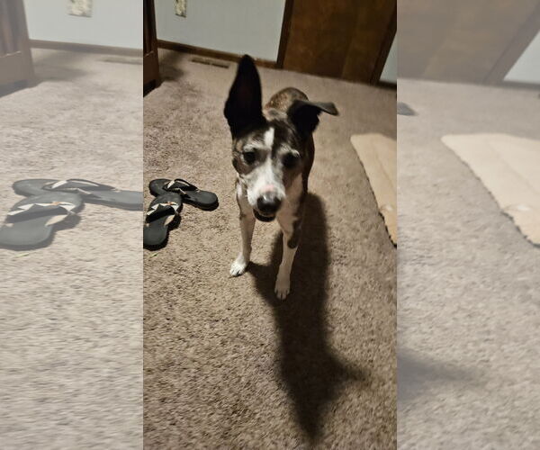 Medium Photo #3 Mutt Puppy For Sale in Thomasville, NC, USA