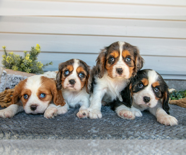 Medium Photo #1 Cavalier King Charles Spaniel Puppy For Sale in MILLERSBURG, OH, USA