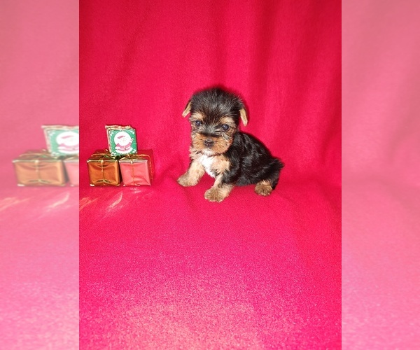 Medium Photo #2 Yorkshire Terrier Puppy For Sale in LAPEER, MI, USA