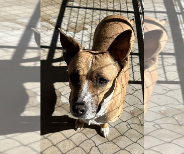 Medium Photo #4 American Pit Bull Terrier-Unknown Mix Puppy For Sale in Oak Bluffs, MA, USA