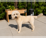 Small #3 Labradoodle
