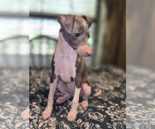 Medium Photo #1 Italian Greyhound Puppy For Sale in NESBIT, MS, USA