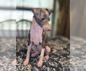 Italian Greyhound Puppy for sale in NESBIT, MS, USA