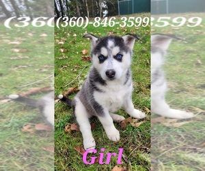 Siberian Husky Puppy for sale in KELSO, WA, USA