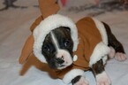 Small Photo #6 Boxer Puppy For Sale in CHILHOWEE, MO, USA