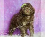 Small #4 Poodle (Miniature)