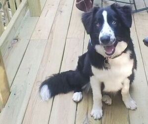 Mother of the Border Collie-Mountain Feist Mix puppies born on 11/04/2022