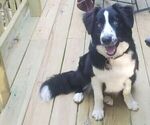 Small Photo #1 Border Collie-Mountain Feist Mix Puppy For Sale in MOUNTAIN VIEW, AR, USA
