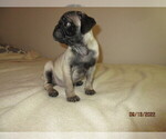 Small Photo #3 Pug Puppy For Sale in HUGUENOT, NY, USA