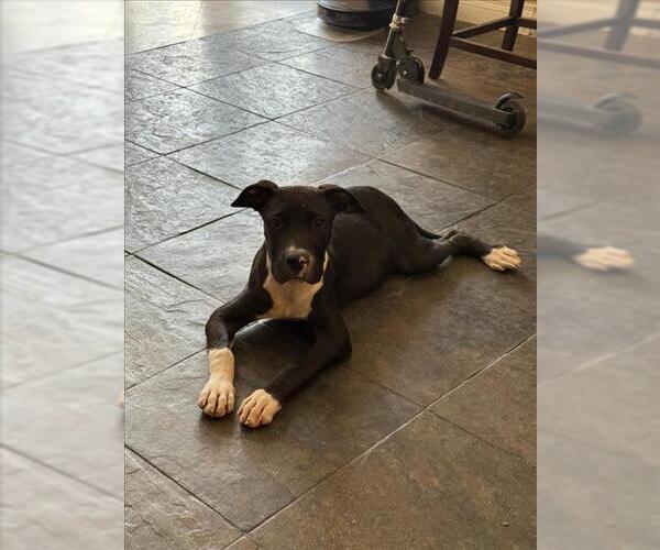 Medium Photo #2 American Pit Bull Terrier-Unknown Mix Puppy For Sale in Las Vegas, NV, USA