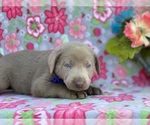 Small #1 Labrador Retriever