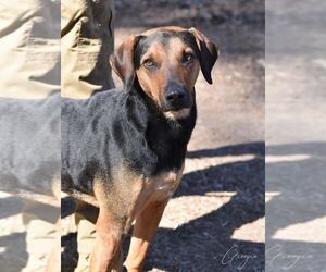 Georgia - Female Black and Tan Coonhound-Labrador Retriever Mix Dog for Adoption - Photo #2