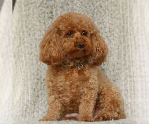 Mother of the Poodle (Toy) puppies born on 12/14/2025