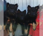 Small #1 German Shepherd Dog
