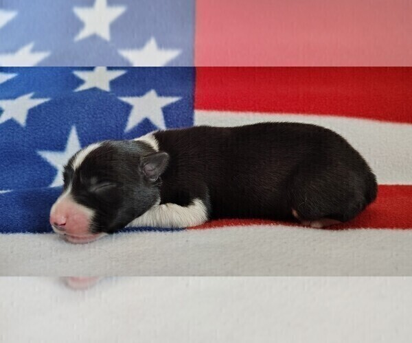Medium Photo #81 Border Collie Puppy For Sale in NORBORNE, MO, USA