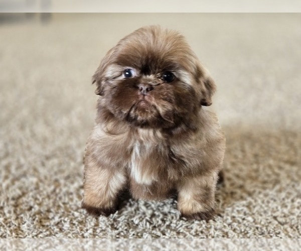 Medium Photo #9 Shih Tzu Puppy For Sale in CARLYLE, IL, USA