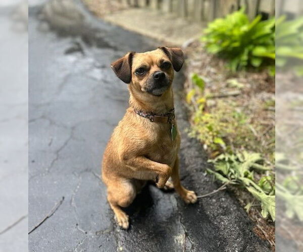 Medium Photo #2 Chihuahua-Unknown Mix Puppy For Sale in Candler, NC, USA