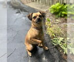 Small #1 Chihuahua Mix