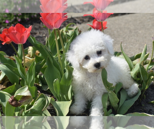 Medium Photo #3 Bichon Frise Puppy For Sale in ELDORADO, OH, USA