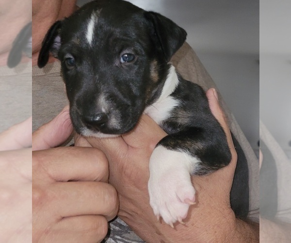 Medium Photo #2 Bull Terrier Puppy For Sale in LONG BEACH, CA, USA
