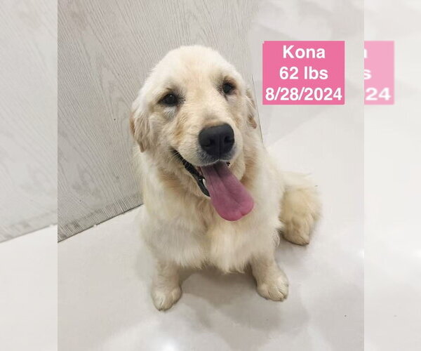 Medium Photo #3 Golden Retriever Puppy For Sale in West Hollywood, CA, USA