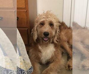 Mother of the Goldendoodle puppies born on 10/14/2019
