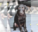 Small #1 Labrador Retriever Mix