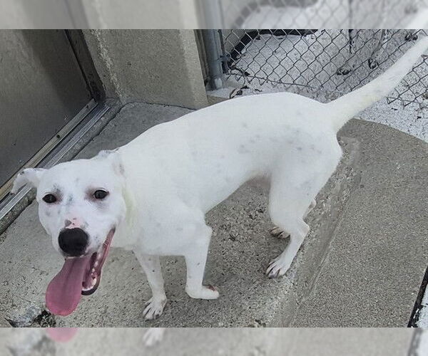 Medium Photo #2 American Pit Bull Terrier-Unknown Mix Puppy For Sale in Decatur, IL, USA